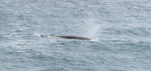 Fin Whales (7)