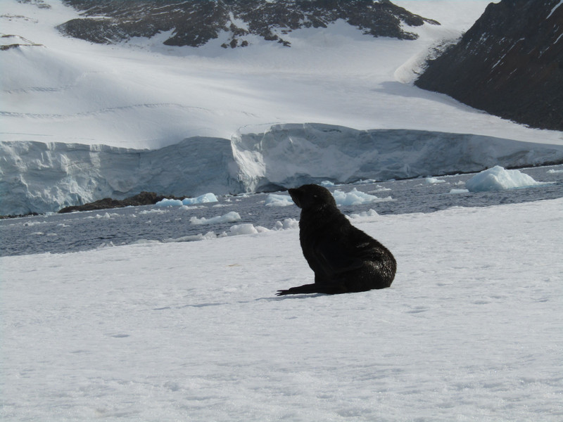 Fur Seal (3)
