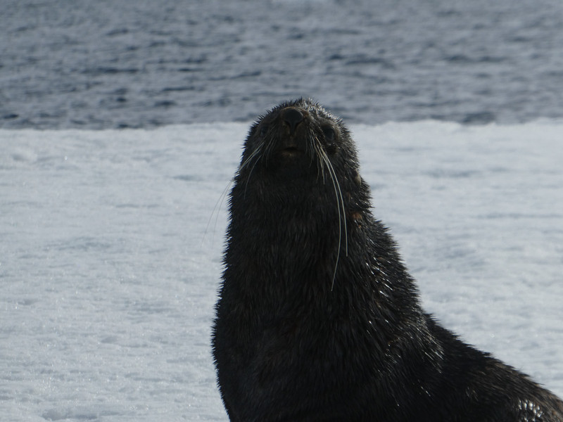 Fur Seal (4)