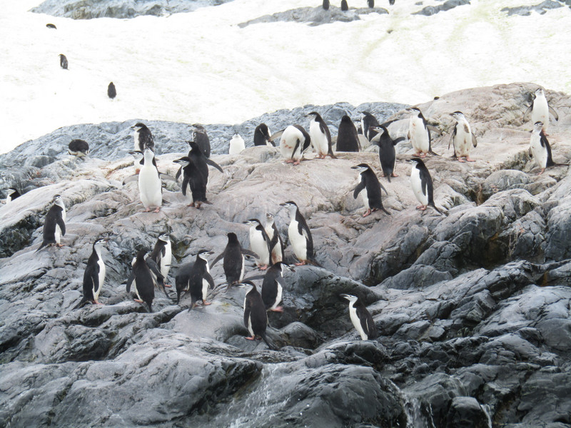 Chinstrap penguins at Cierva Cove Antarctica  (5)