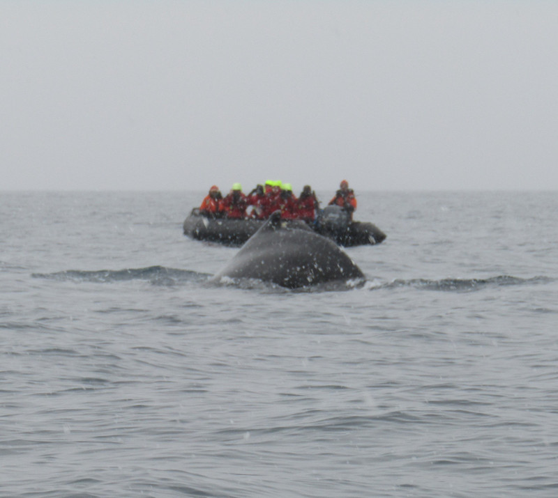 whale watching while snowing in Cierva Cove Antarctica  (2)