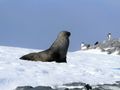 Fur Seals on D'Hainaut Island Mikkelsen Harbour (3)