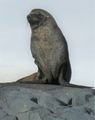 Fur Seals on D'Hainaut Island Mikkelsen Harbour (13)