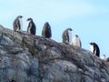 Gentoo Penguins on D'Hainaut Island Mikkelsen Harbour (3)