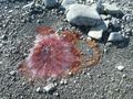 Jellyfish on D'Hainaut Island Mikkelsen Harbour (4)