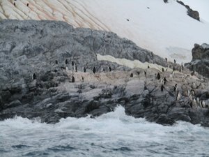 Chinstrap penguins at Cierva Cove Antarctica  (4)