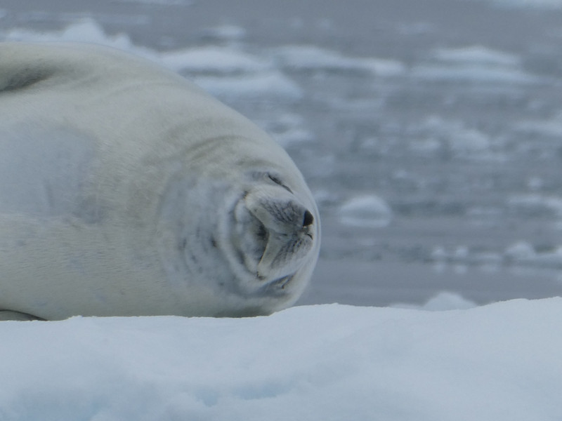 Crab-eater seal in Paridise Harbour Antarctic Peninsula (54)