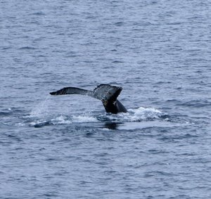 Humpback Whales Neko Harbour Antaarctic Peninsula (4)