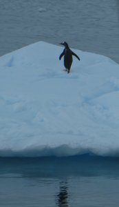 Neko Harbour Antarctic Peninsula (23)