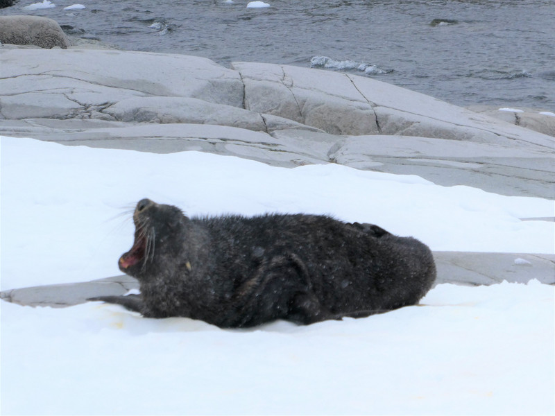 Fur seal at Portal Point Antarctic Peninsula  (8)
