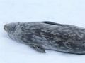 Weddell seal at Portal Point Antarctic Peninsula  (3)