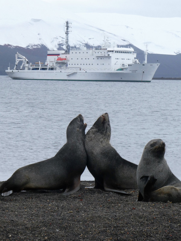 Fur seals - Pt Foster Deception island volcano (2)