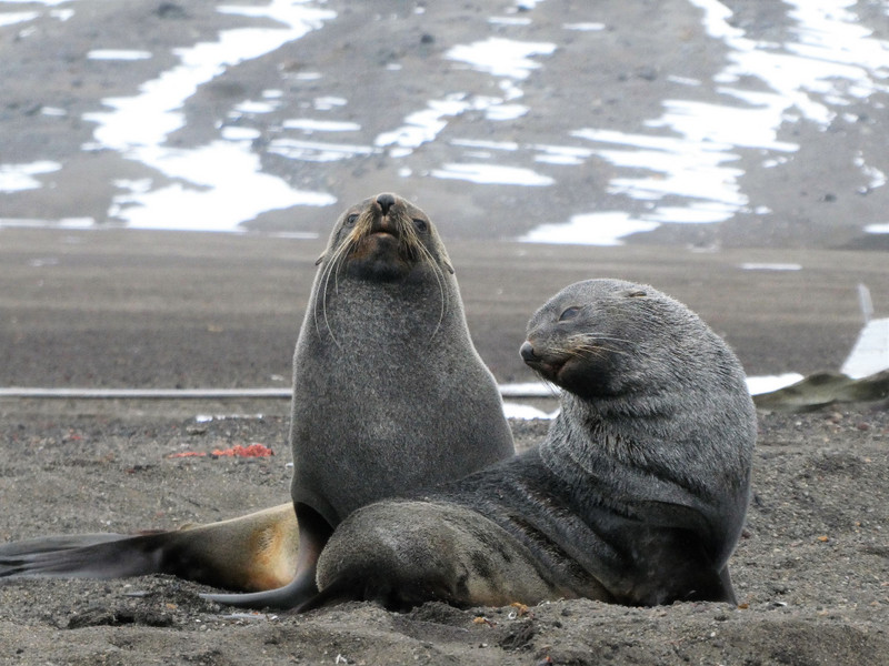 Fur seals - Pt Foster Deception island volcano (3)