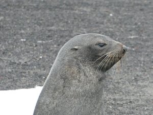 Fur seals - Pt Foster Deception island volcano (1)
