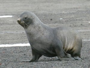 Fur seals - Pt Foster Deception island volcano (4)