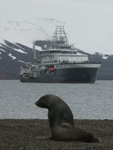 Fur seals - Pt Foster Deception island volcano (5)
