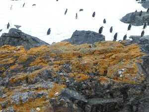 Half Moon Island Sth Shetland Islands (105)