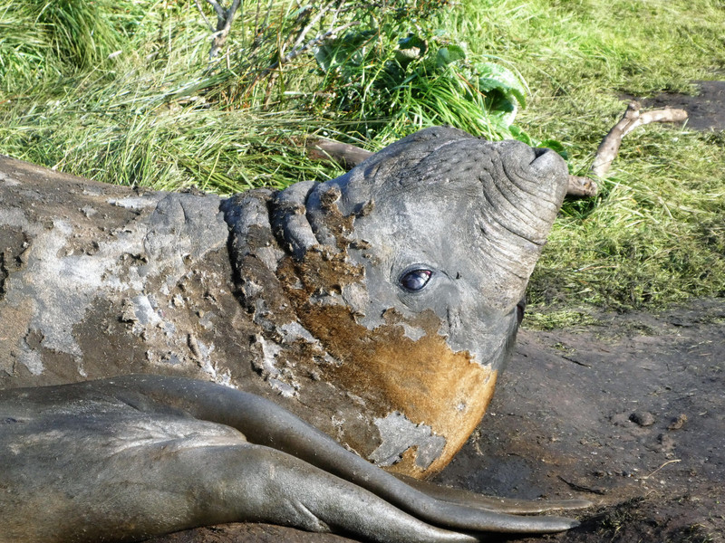 Elephant Seal (1)