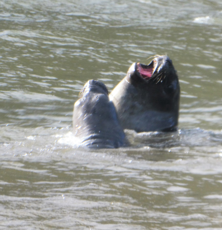 Elephant Seal (5)