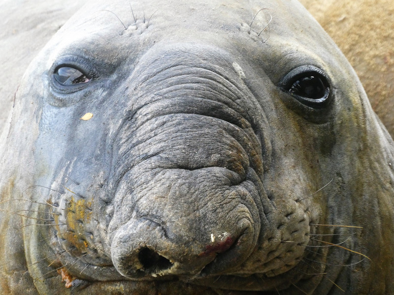 Elephant Seal (19)
