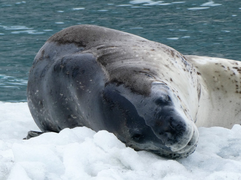 Loepard Seal (9)
