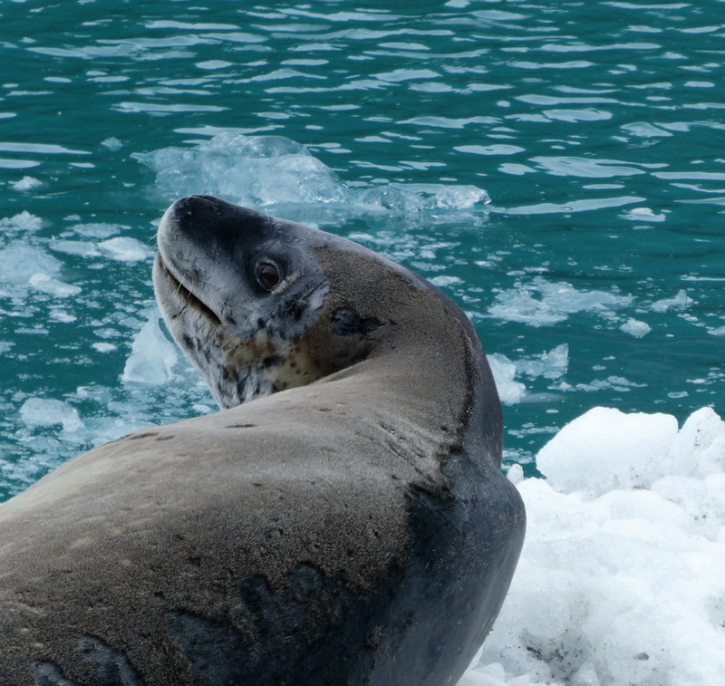 Loepard Seal (11)