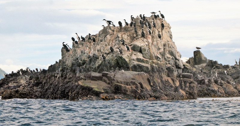 Cormorants Tucker Island  (2)