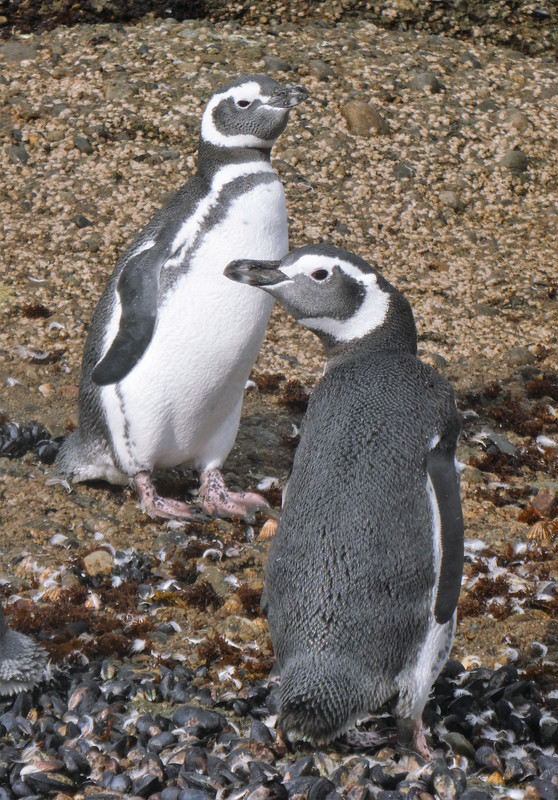 Magallenic Penguins Tucker Island (1)