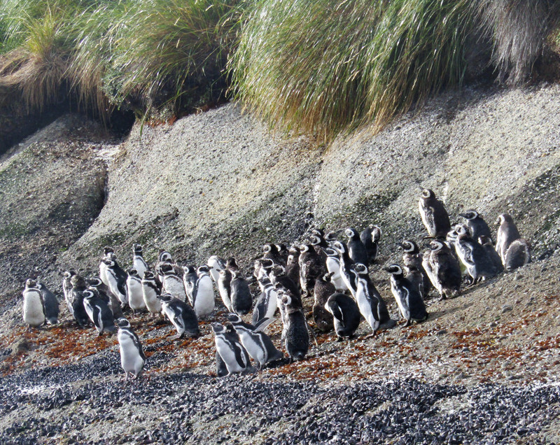Magallenic Penguins Tucker Island (5)