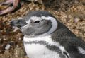 Magallenic Penguins Tucker Island (3)