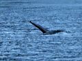 1st Humpback whales 