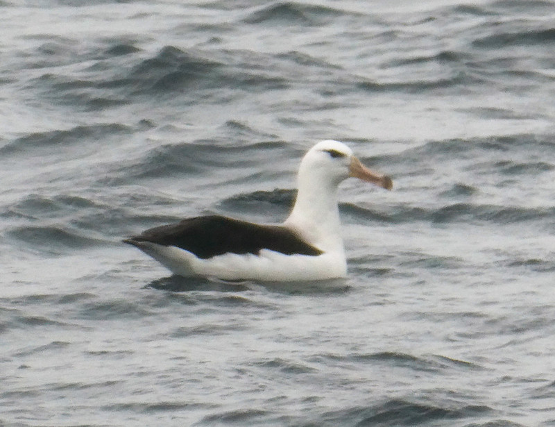 Albatros in Bárbara Channel – Helado Sound  (2)