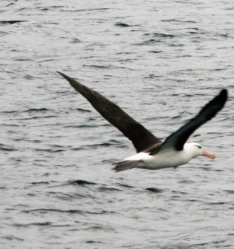 Albatros in Bárbara Channel – Helado Sound  (3)
