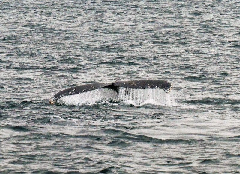 Whale #93 in Bárbara Channel – Helado Sound  (1)