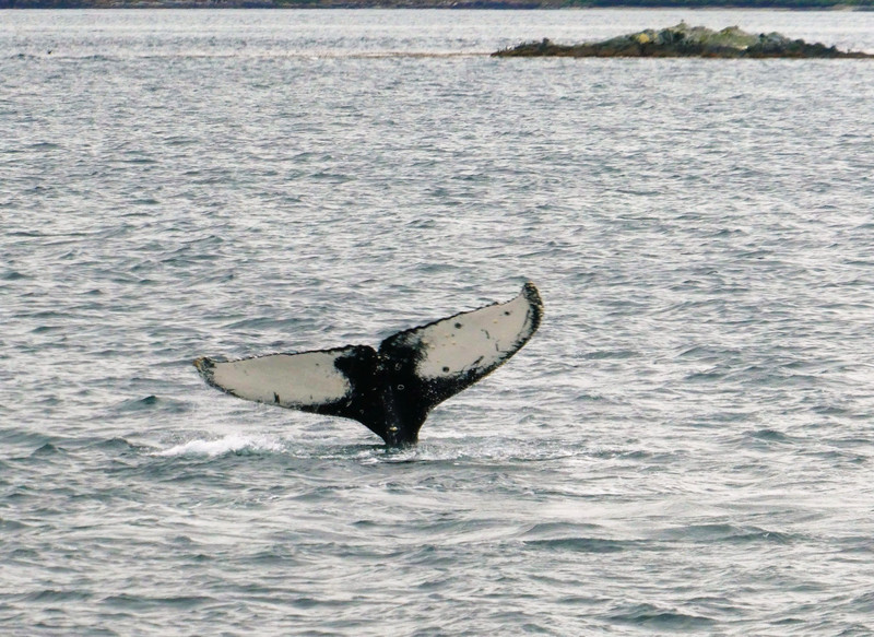 Whale #93 in Bárbara Channel – Helado Sound  (2)