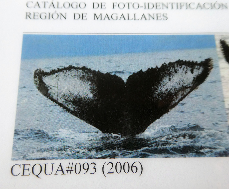 Whale #93 in Bárbara Channel – Helado Sound  (3)