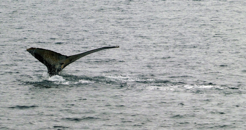 Whale #95 in Bárbara Channel – Helado Sound (3)