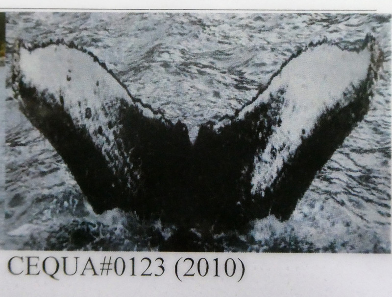 Whale #123 in Bárbara Channel – Helado Sound  (4)