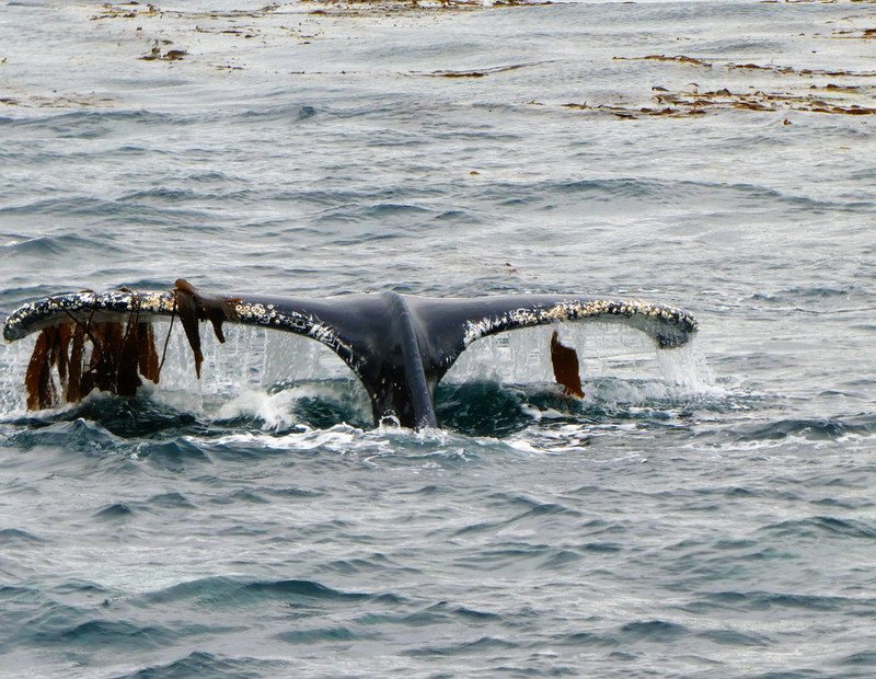 Whale Simone feeding on phytoplankton in Bárbara Channel – Helado Sound  (4)