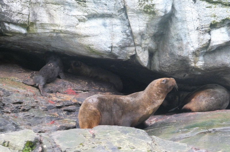 Sea lions hiding in rocks in Aguila Bay