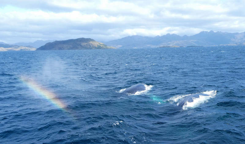 Whales in Shag Sound 