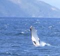 Whales in Shag Sound (3)