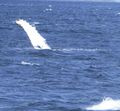 Whales in Shag Sound (4)