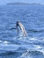 Whales in Shag Sound (8)