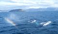 Whales in Shag Sound 