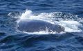 Whales in Shag Sound (13)