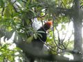 Woodpecker seen on San Isidro Lighthouse walk Aguila Bay (77)