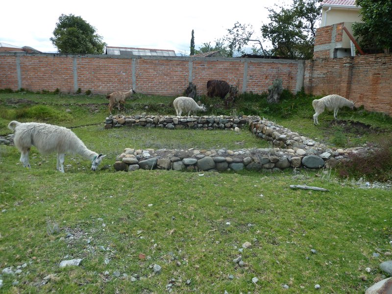 Inca Ruins at Museum