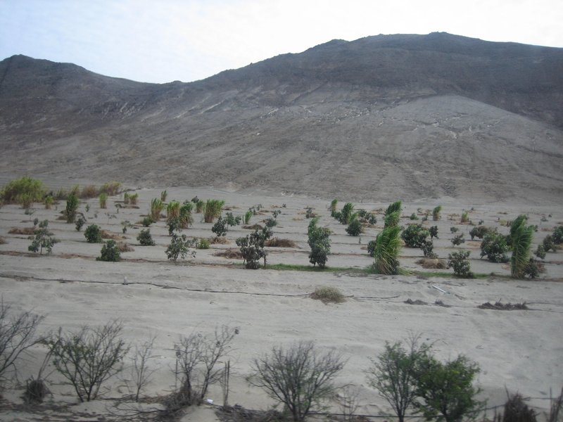 Irrigated trees in desert on way to Lima