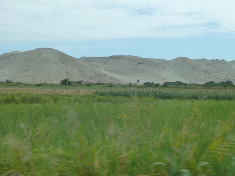 Irrigated sugar cane and rice fields in desert
